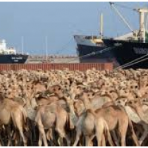 Saudi Arabia Suspends Somali Livestock over Alleged Illness